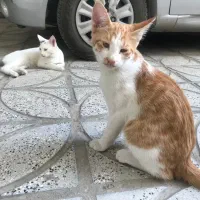 واگذاری رایگان بچه گربه