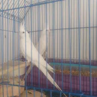 جفت آلبینو مولد کار داده