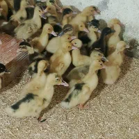 فروش جوجه اردک محلی ورامینی12روزه|حیوانات مزرعه|دابودشت, |دیوار