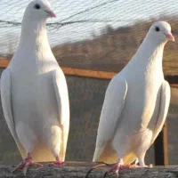 بیست عدد کبوتر سفید عالی