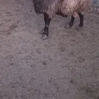 قوچ افشار قیمت پایه ۴۲ میلیون