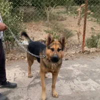 سگ ژرمن|سگ|قزوین, |دیوار