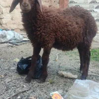 مری پاکستانی اصل|حیوانات مزرعه|رضویه, |دیوار