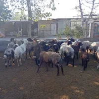 فروش گوسفند داشتی|حیوانات مزرعه|خلیل شهر, |دیوار