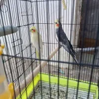 عروس هلندی نر وماده|پرنده|سبزوار, جهاد کشاورزی|دیوار