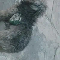 یک سگ پشمالوی گمشده امروزعصر ساعت ۱۹|سگ|نوشهر, |دیوار