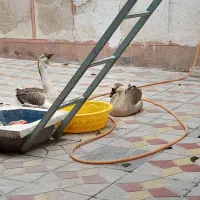 دو عدد قوغاز نر و ماده اصیل