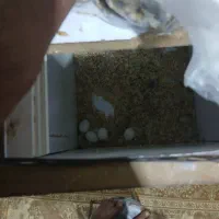 طوطی کوتوله|پرنده|میناب, |دیوار