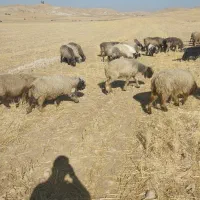فروش 45عدد میش داشتی زاییده و آبستن|حیوانات مزرعه|میانکوه, |دیوار