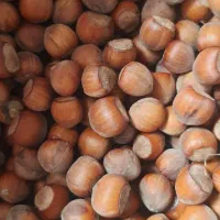 فندق تازه دیلمان