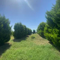 زمین 330متری ویو بی نظیر جنگل کوچه 8متری|فروش زمین و ملک کلنگی|بابکان, |دیوار