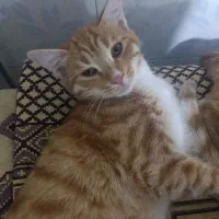 گربه واگذاری|گربه|اردبیل, |دیوار