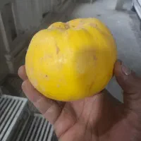 به تازه|خوردنی و آشامیدنی|حمیدیا, |دیوار