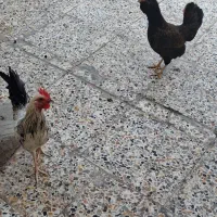 مرغ وخروس