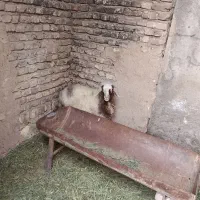 بره سرحال و سالم