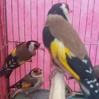 جوجه  سهره|پرنده|اصفهان, کوی امیریه|دیوار