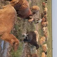 برقوچی|حیوانات مزرعه|باخزر, |دیوار