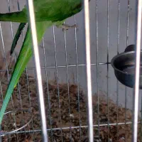 شاه طوطی نر و ماده|پرنده|بهشهر, |دیوار