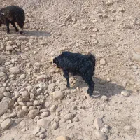 یک عدد بره ماده شیری