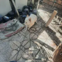 توله پامر|سگ|بم, |دیوار