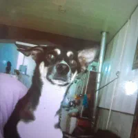 دزدیدن شدن سگ جسی ادش ورومینا|حیوانات|لنجان, |دیوار