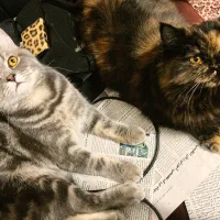 گربه اسکاتیش و پرشین