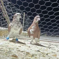 شهری نر هوایی