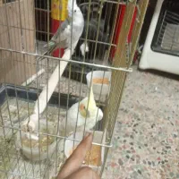 باسلام عروس جفت