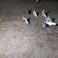 کفتر چپ سیاه شقه