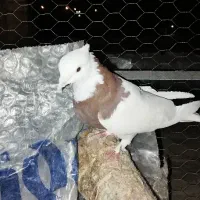 طوقی کلاهی وسیاه  رسمی معامله با قناری نر