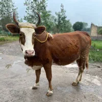 گاو چالوسی ابستن ۷ماه شکم دار