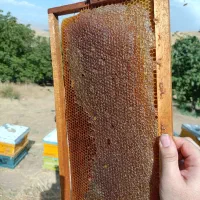 عسل طبیعی کوهستان|خوردنی و آشامیدنی|تهران, جمهوری|دیوار
