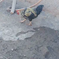 خروس سه عدد