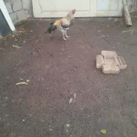 خروس آمریکایی|حیوانات مزرعه|فردیس, شهرک شهید حسینی|دیوار