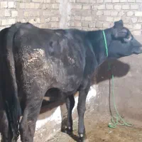 گوساله ماده انگوس