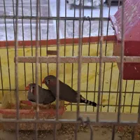 یک جفت فنج نر