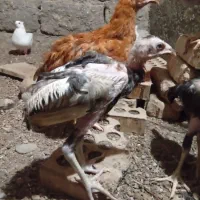 جوجه خروس طوسی رودان|حیوانات مزرعه|بندرعباس, |دیوار