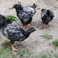 تخم و جوجه|حیوانات مزرعه|رشت, استقامت ۱|دیوار