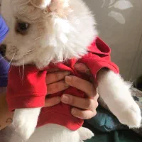 اشپیتزپامرین|سگ|فولادشهر, B4|دیوار