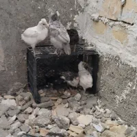 تعدادی نیمچه درجه یک