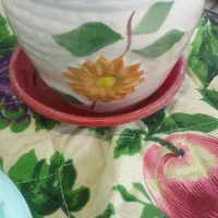 گلدان|گل و گیاه طبیعی|ری, فیروزآبادی|دیوار