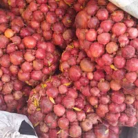 انار توری(2/5تن)