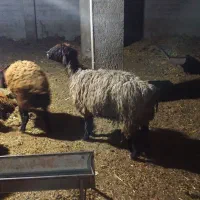 میش ترکی کیلویی ۴۶۰