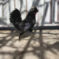 خروس لهستانی فول مشکی