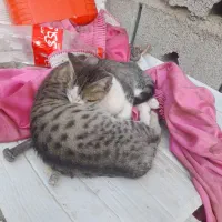 بچه گربه