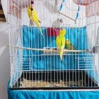 مرغ عشق دستی