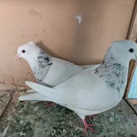 کفتر طوقی|پرنده|تهران, شیخ هادی|دیوار