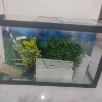 آکواریوم سالم بزرگ