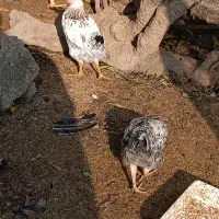 فروش خروس پنج ماهه|حیوانات مزرعه|املش, |دیوار