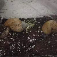 حلزون آلبینو اچاتیا گرید بالا